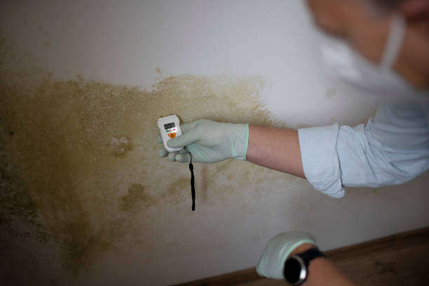 Best Emergency Mold Remediation  in Hurricane, UT